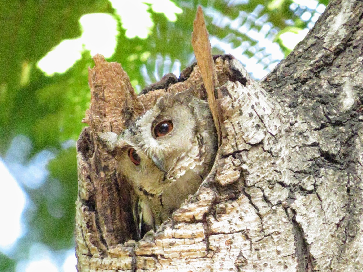 Collared Scops Owl