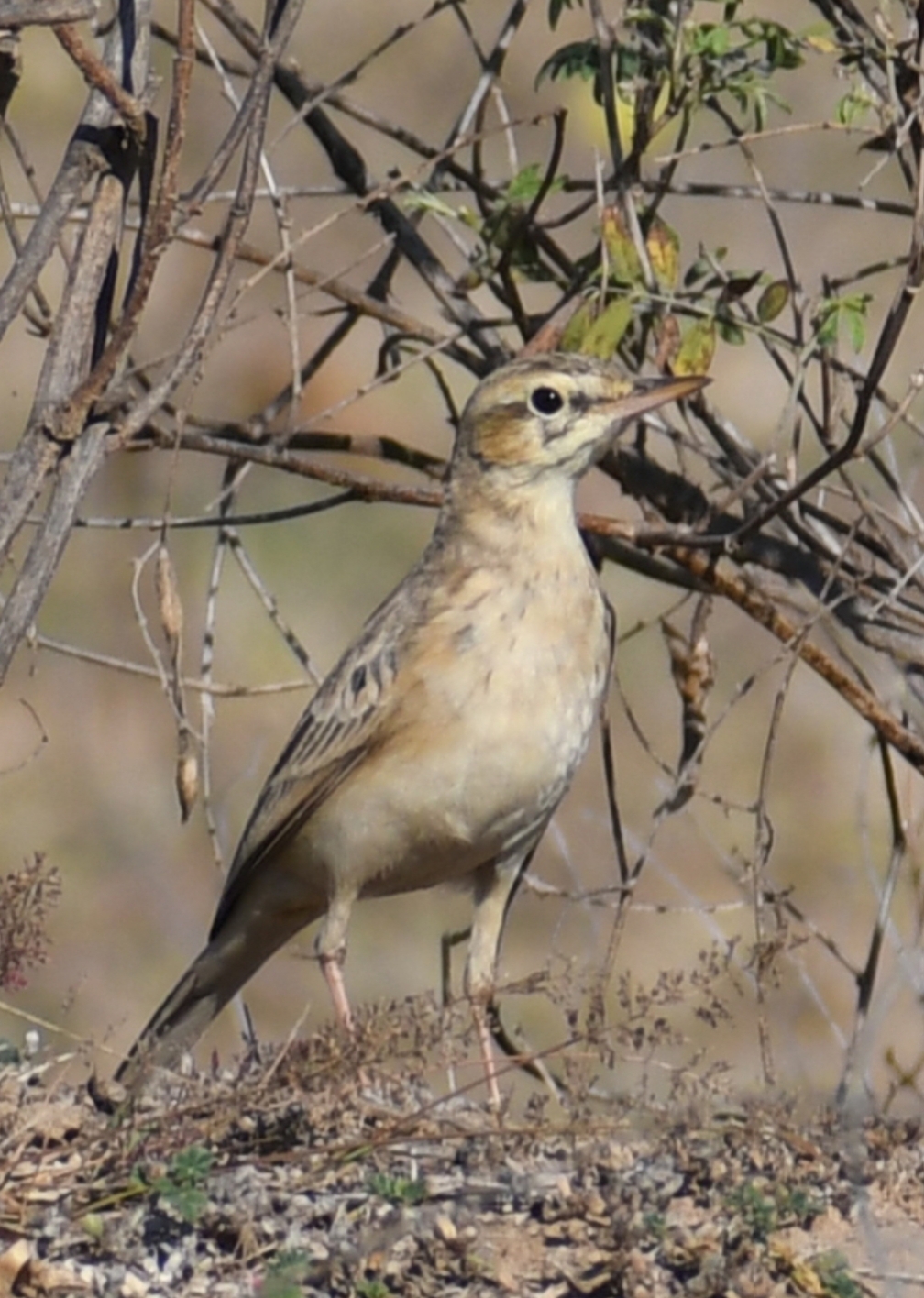 Long-billed Pipit