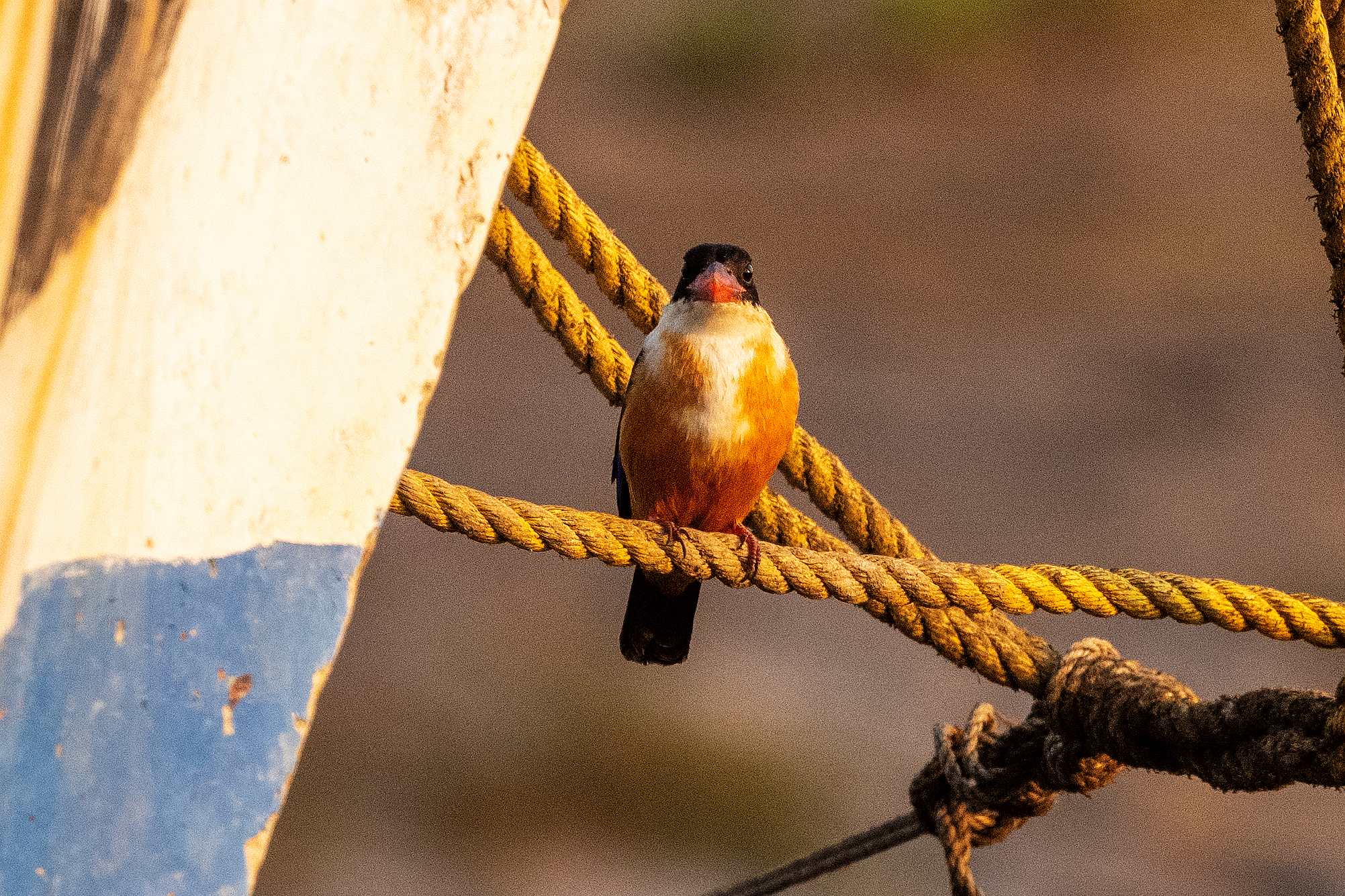Black-capped Kingfisher