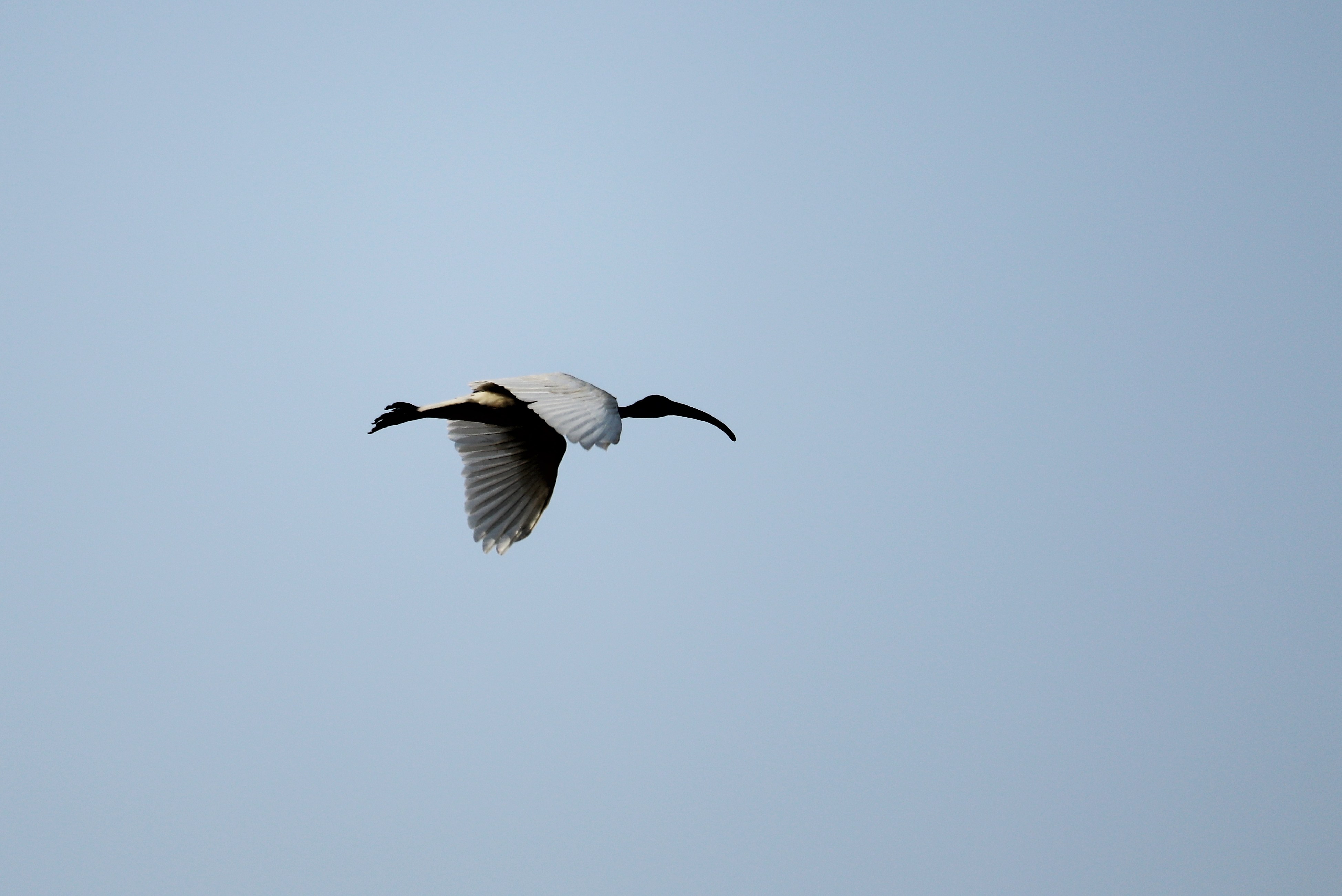 Black-headed Ibis