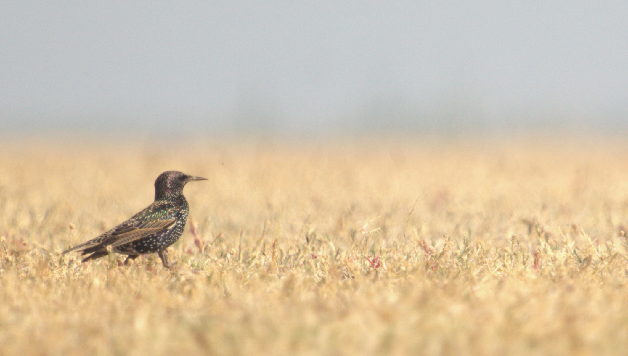 Common Starling