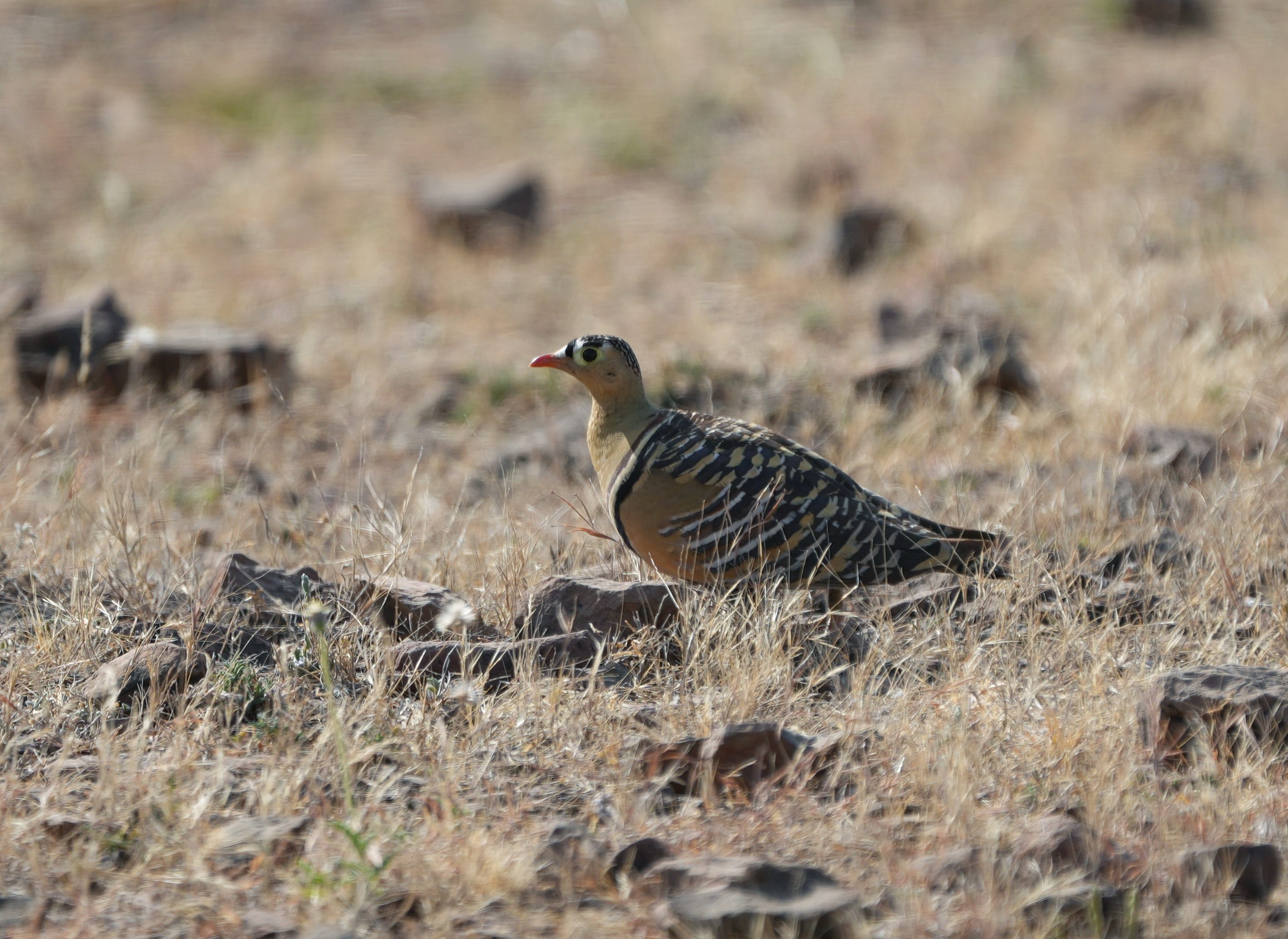 Painted Sandgrouse
