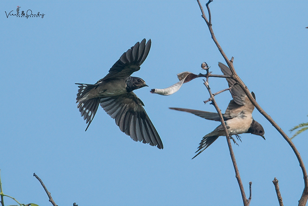 Barn Swallow