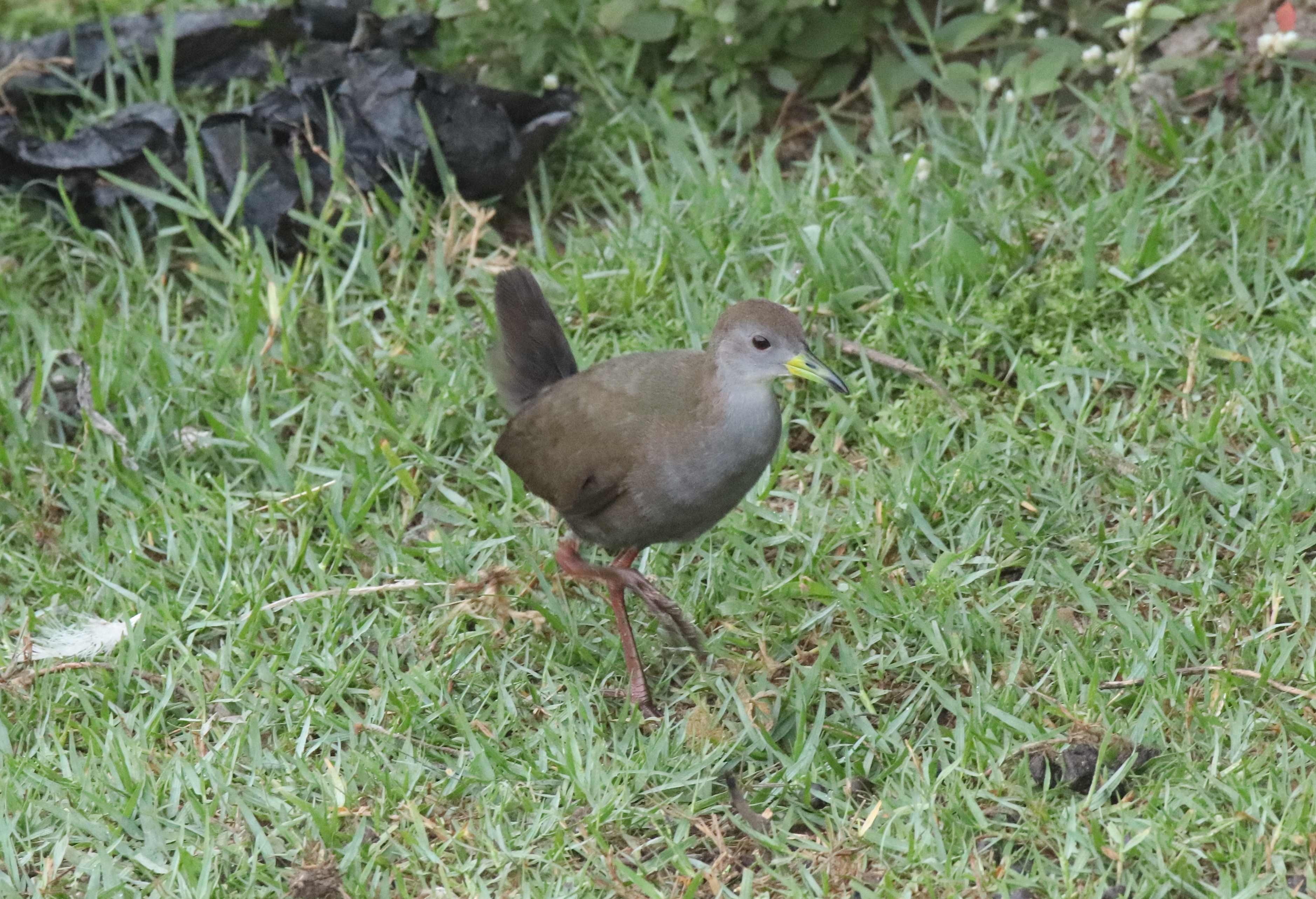 Brown Crake