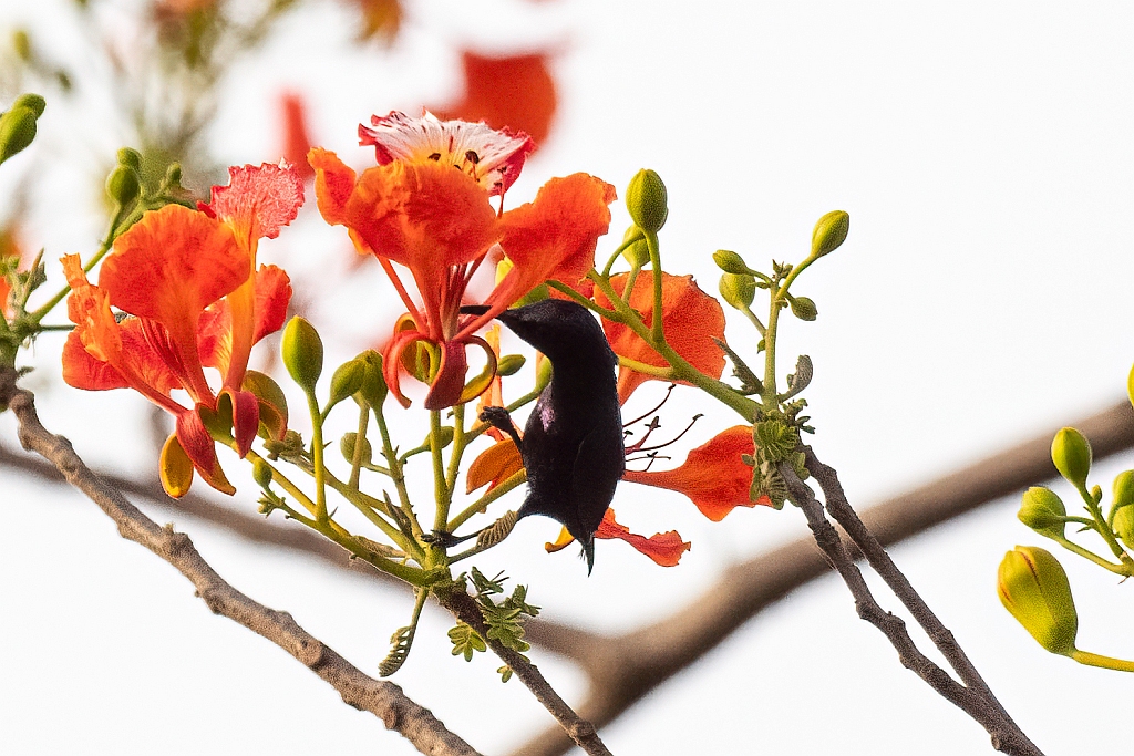 Purple Sunbird