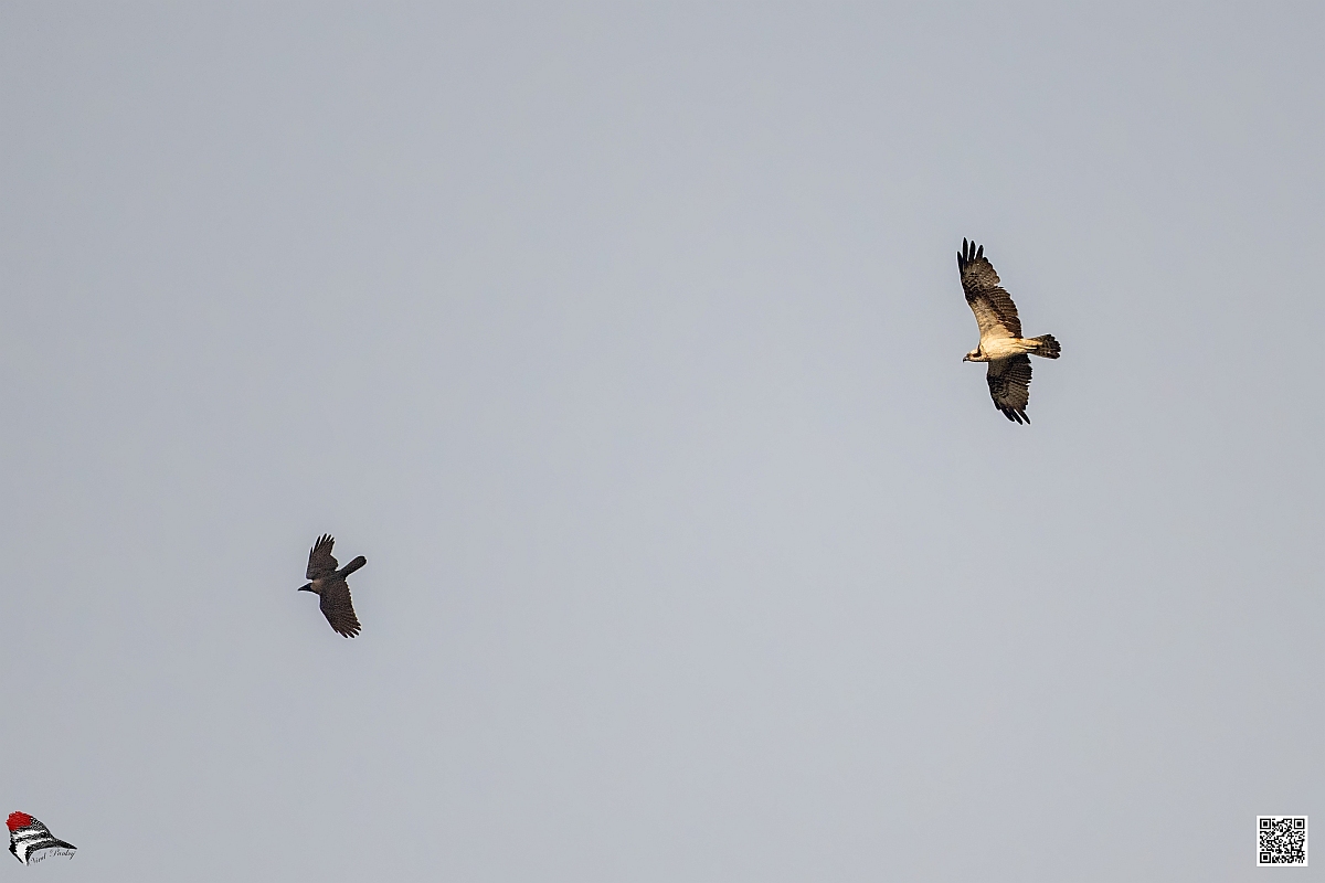 Osprey