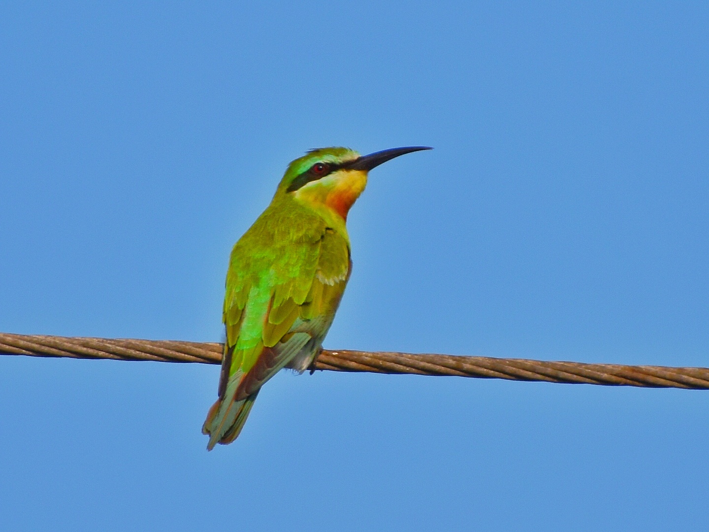 Blue-cheeked Bee-eater