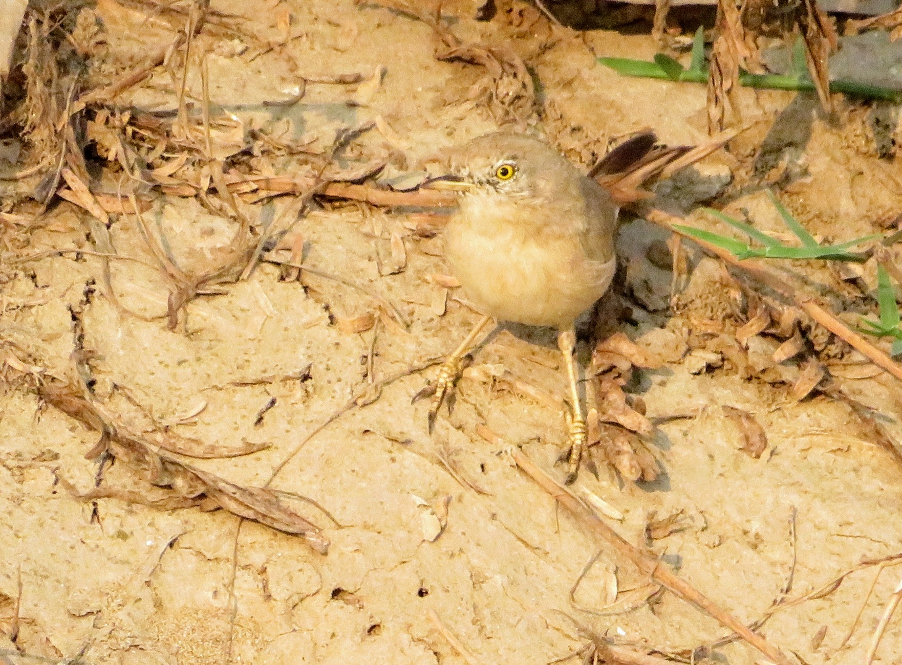 Asian Desert Warbler