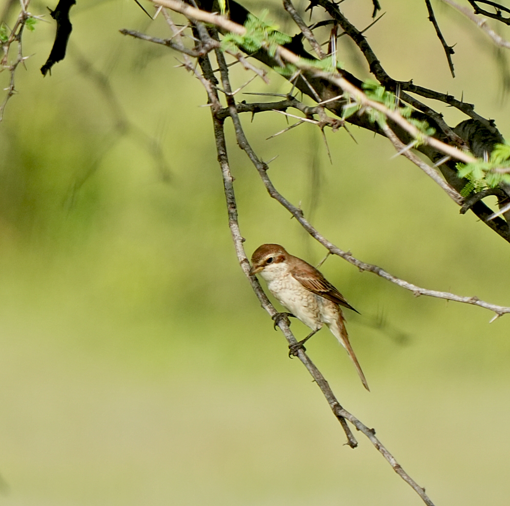 Red-tailed Shrike