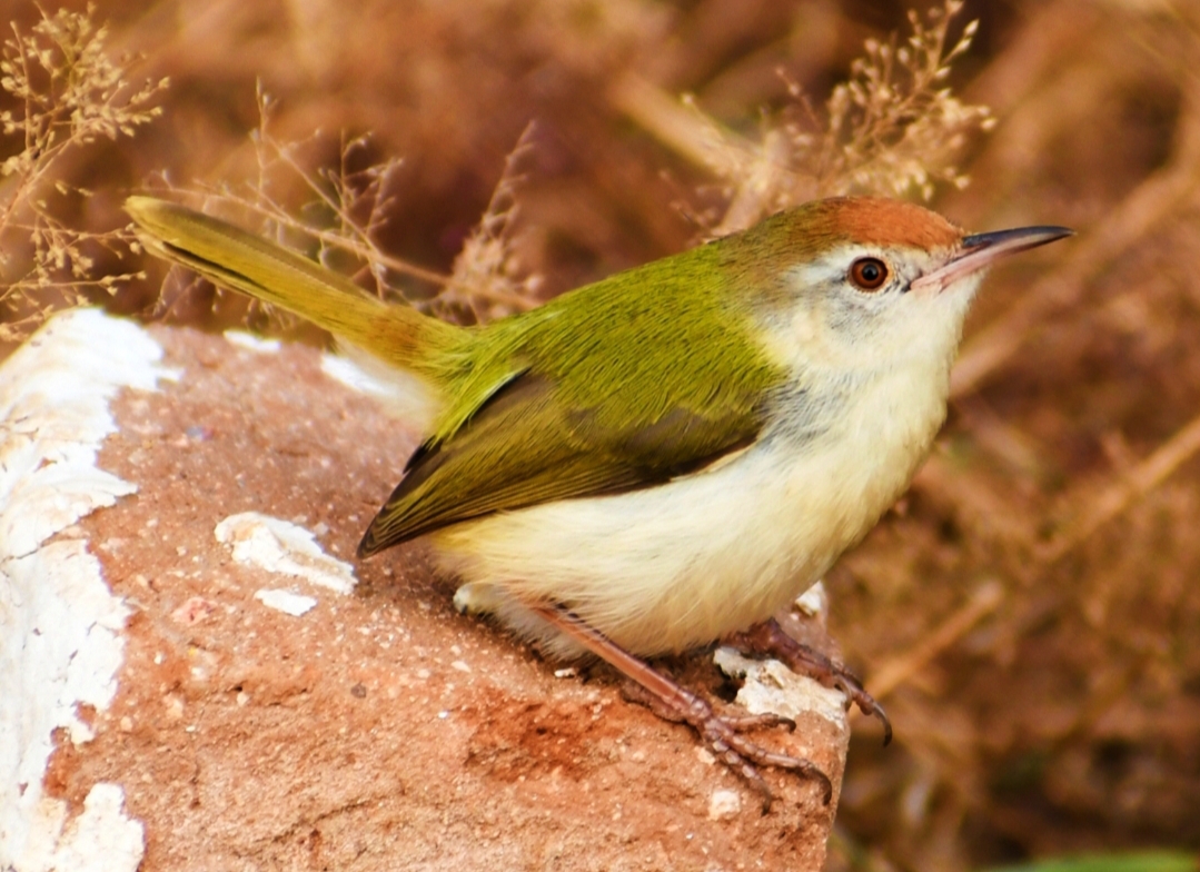 Common Tailorbird