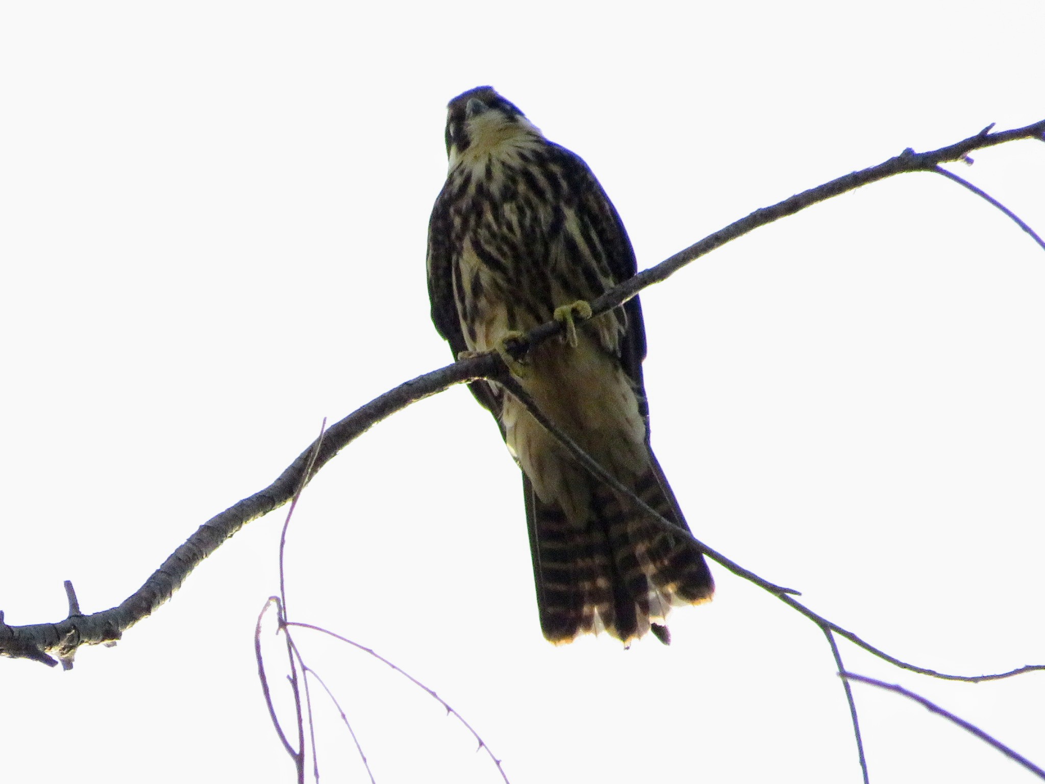Eurasian Hobby
