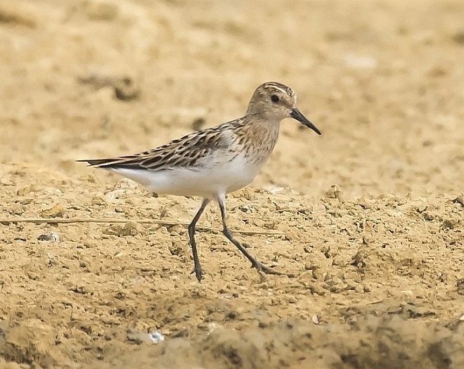 Long-toed Stint 