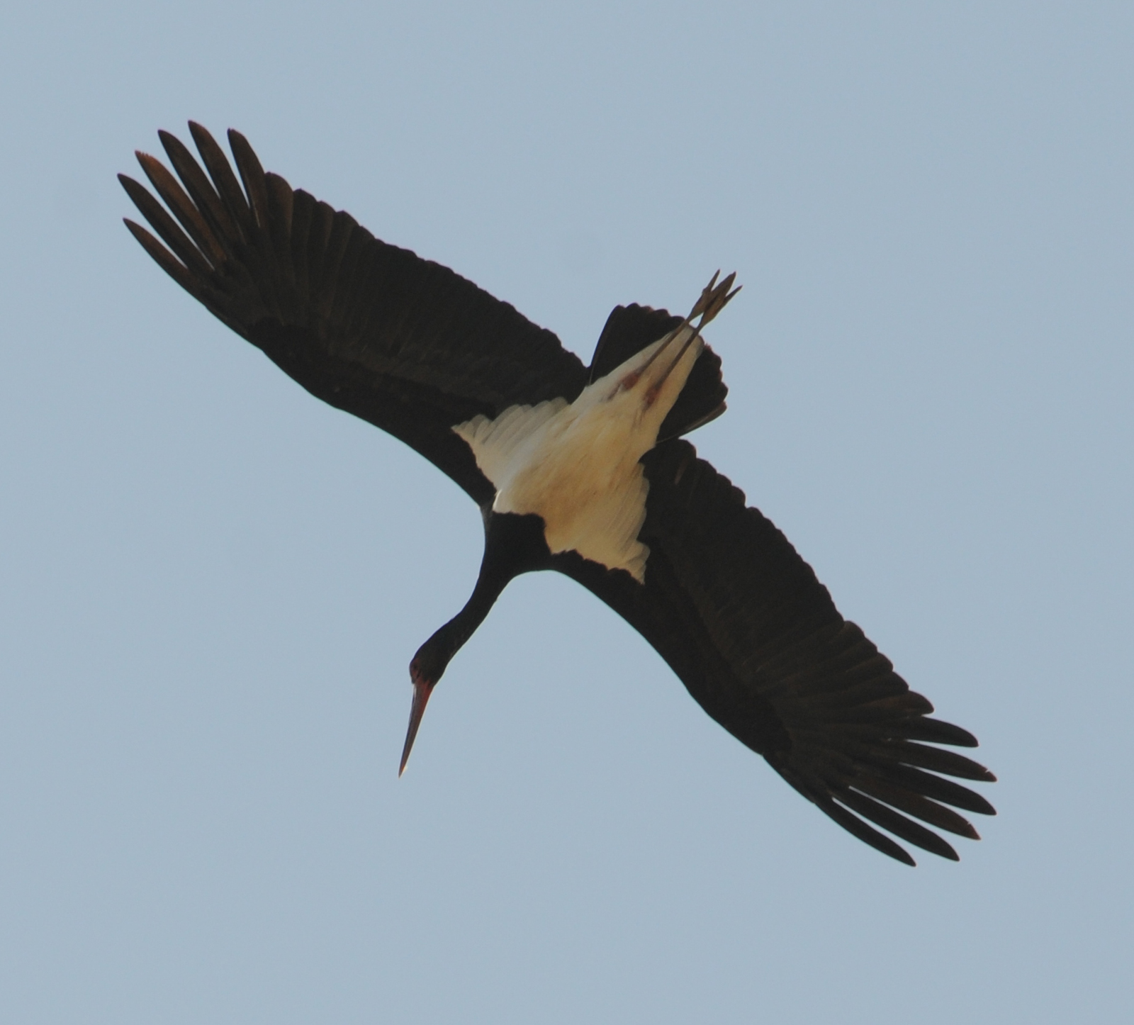 Black Stork