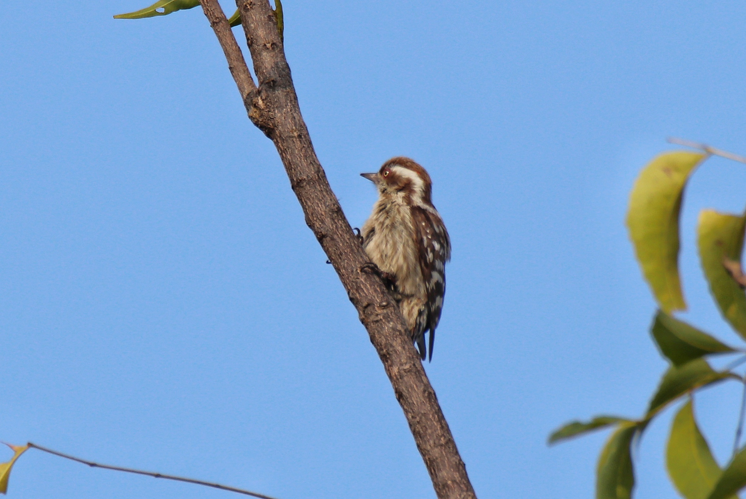 Brown-capped Pygmy Woodpecker