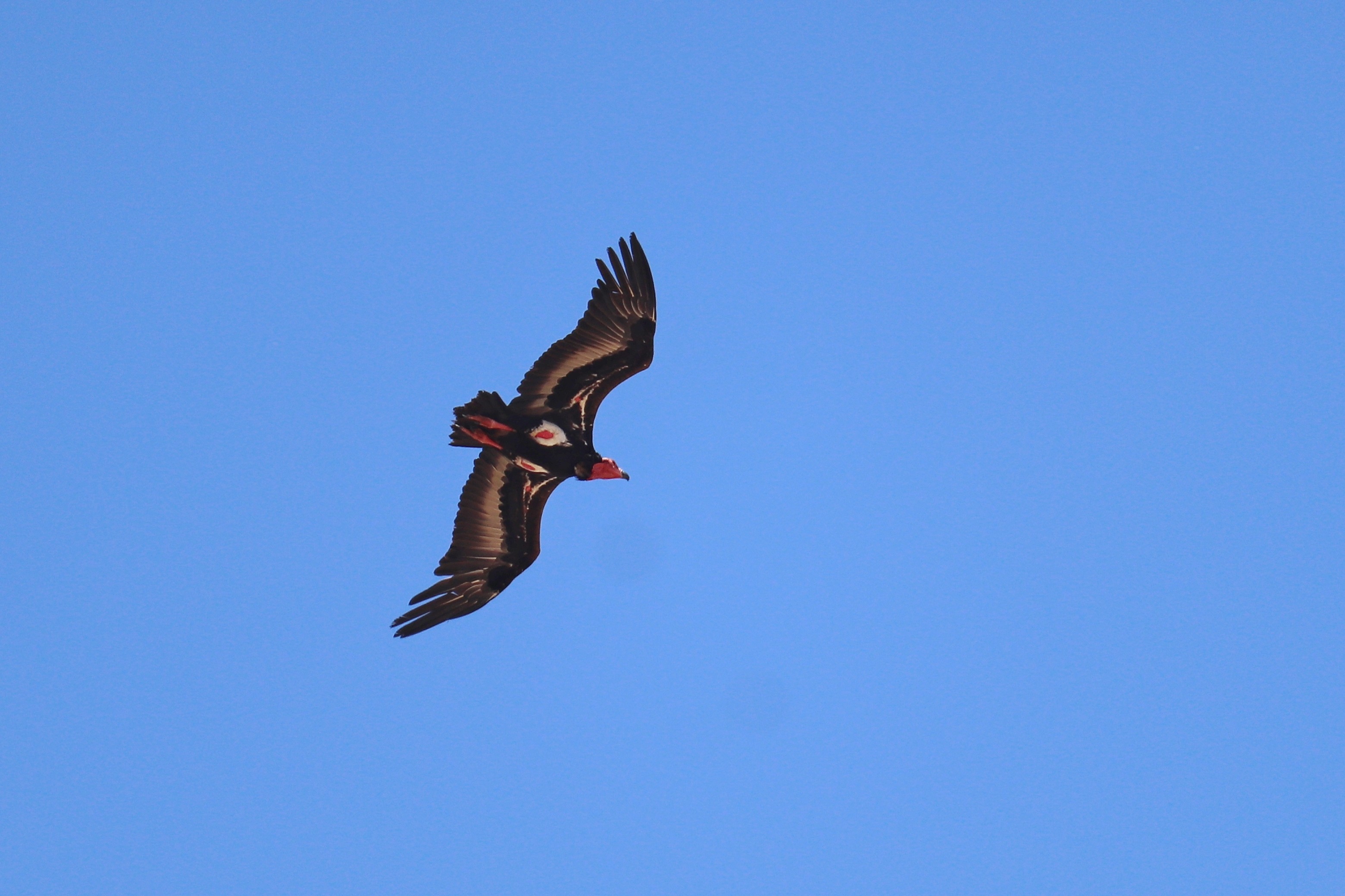 Red-headed Vulture