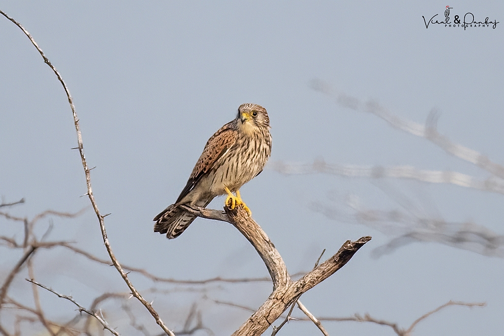 Lesser Kestrel