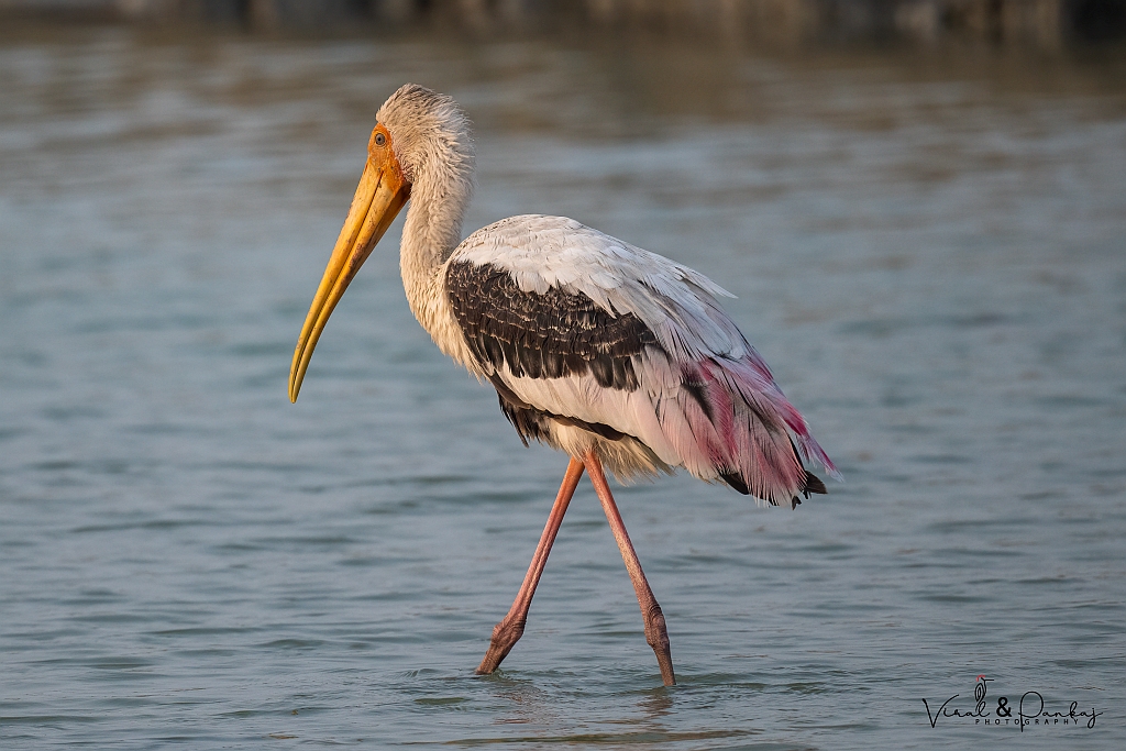 Painted Stork