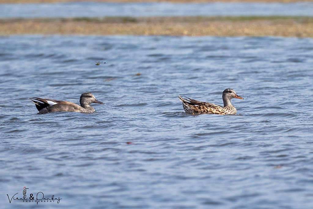 Gadwall