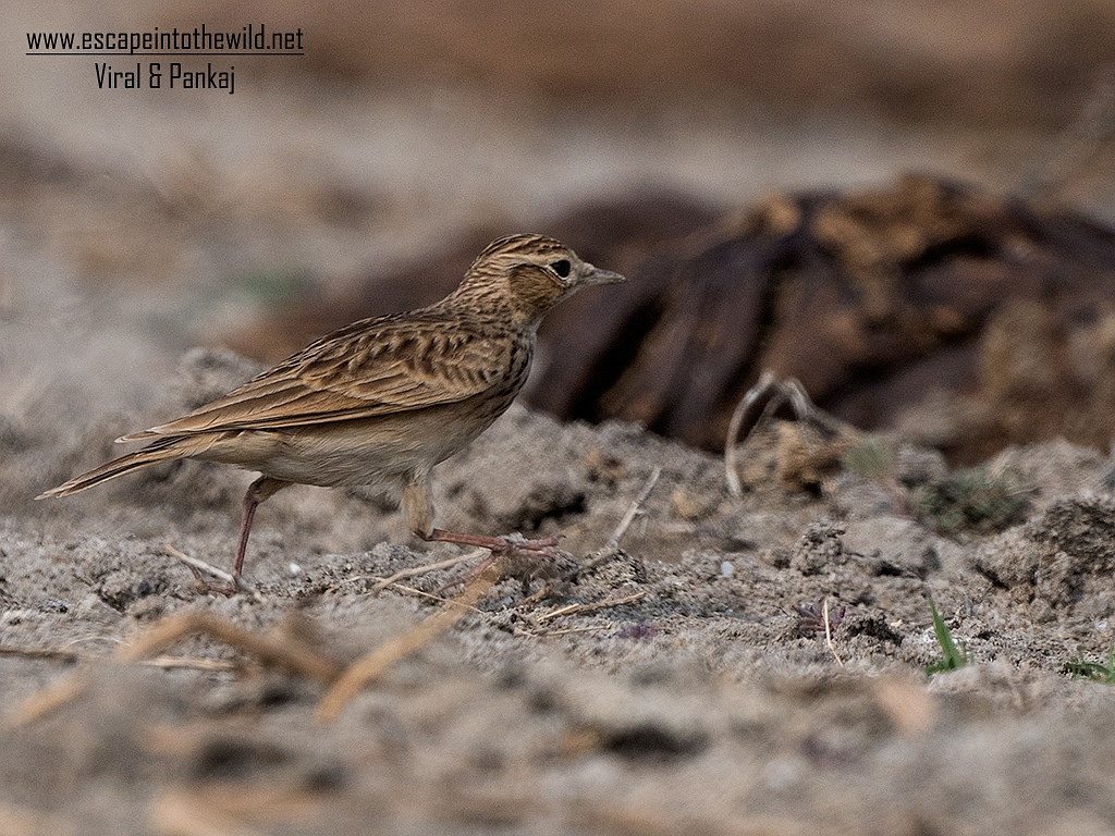 Oriental Sky Lark