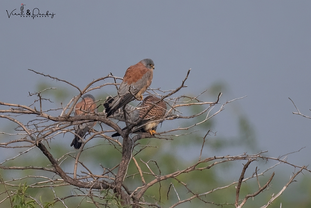 Lesser Kestrel