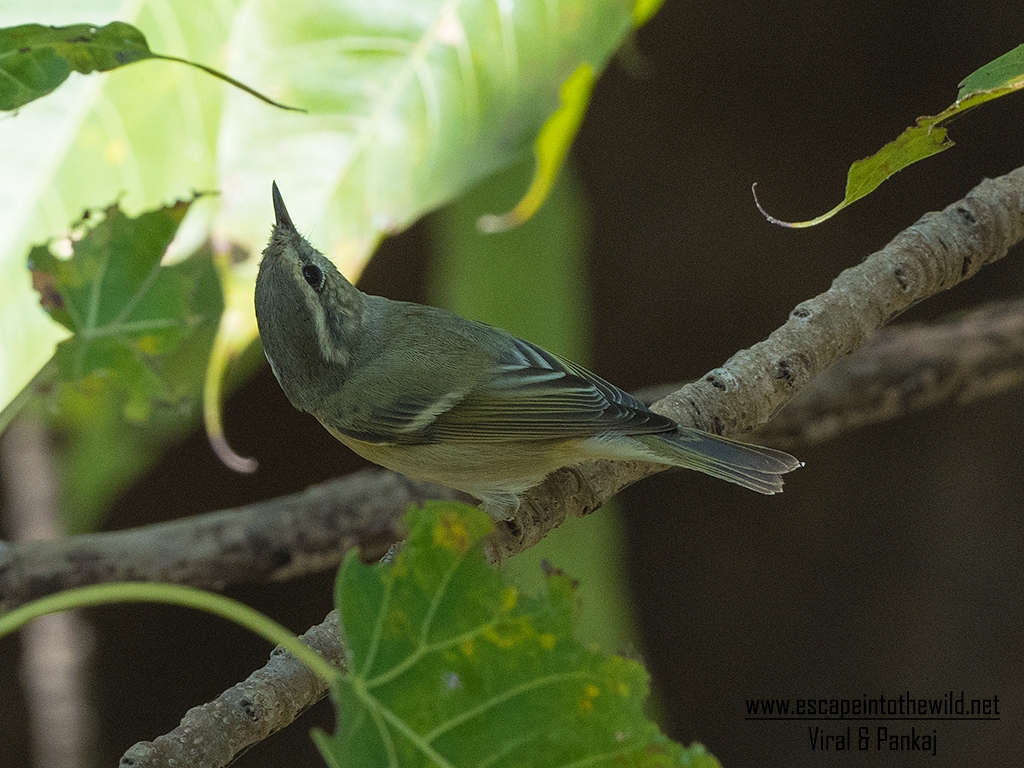 Hume's Leaf Warbler
