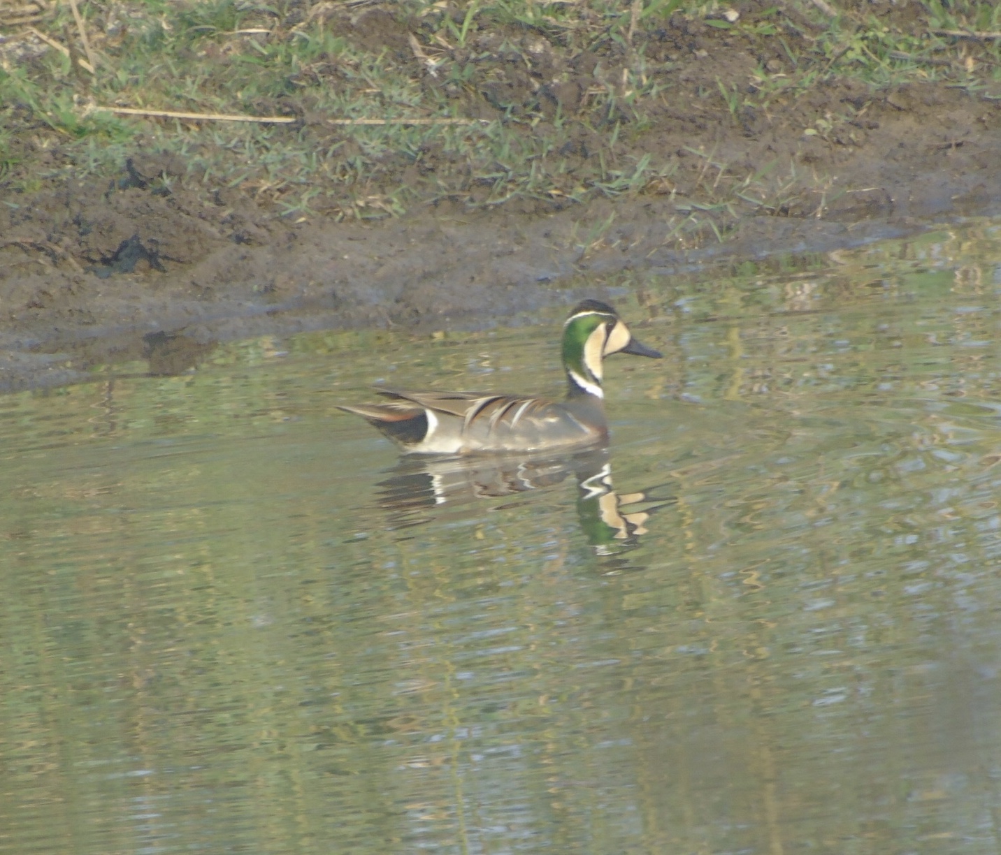 Baikal Teal 