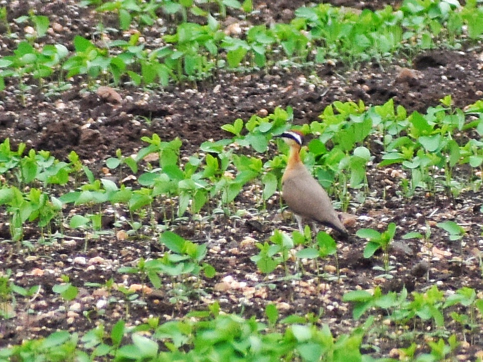Indian Courser
