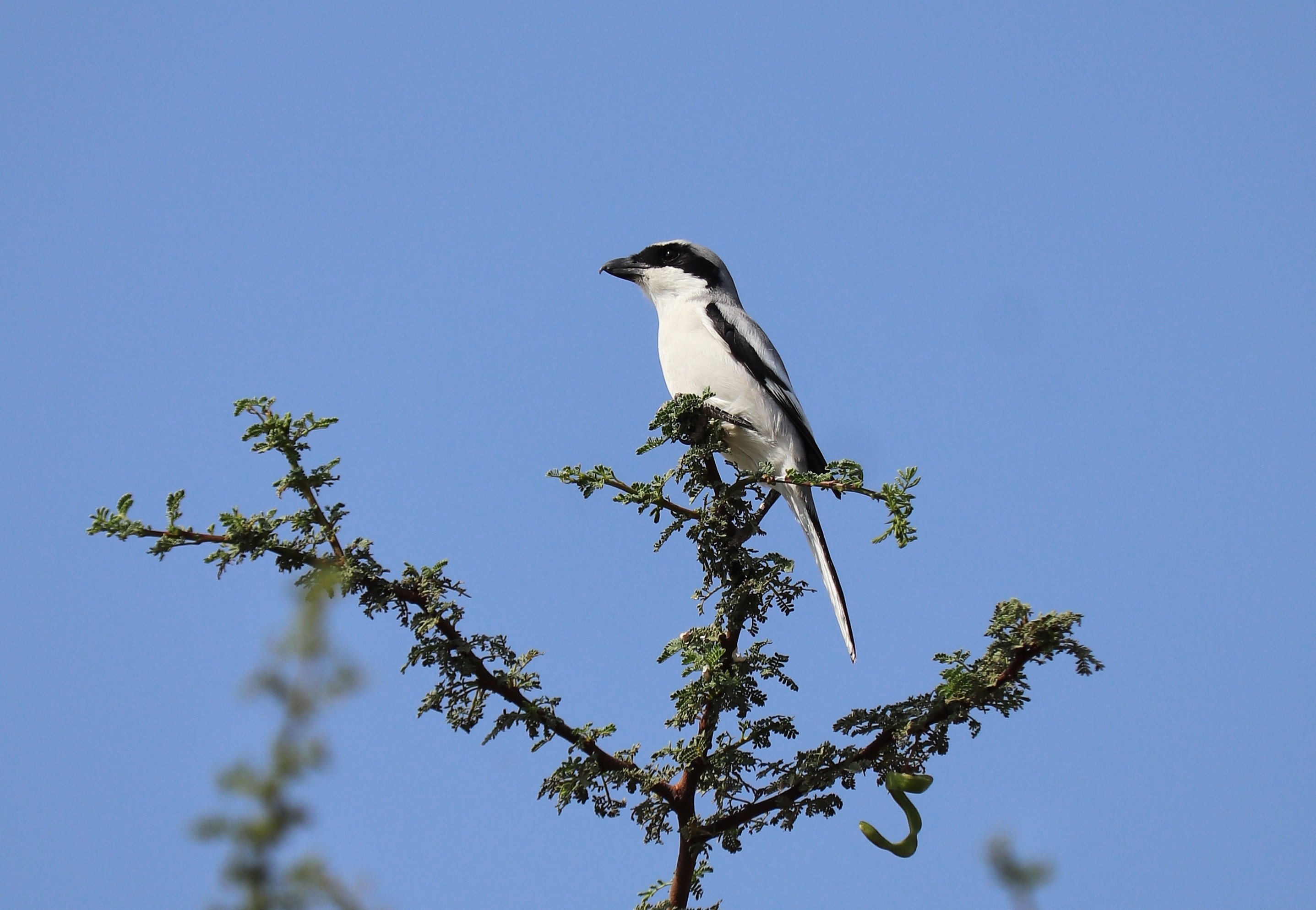 Southern Grey Shrike