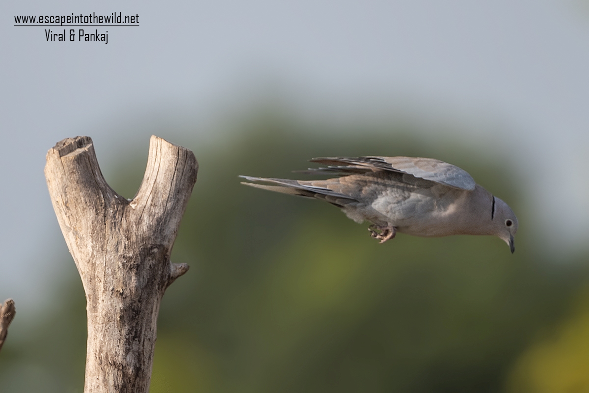 Eurasian Collared Dove