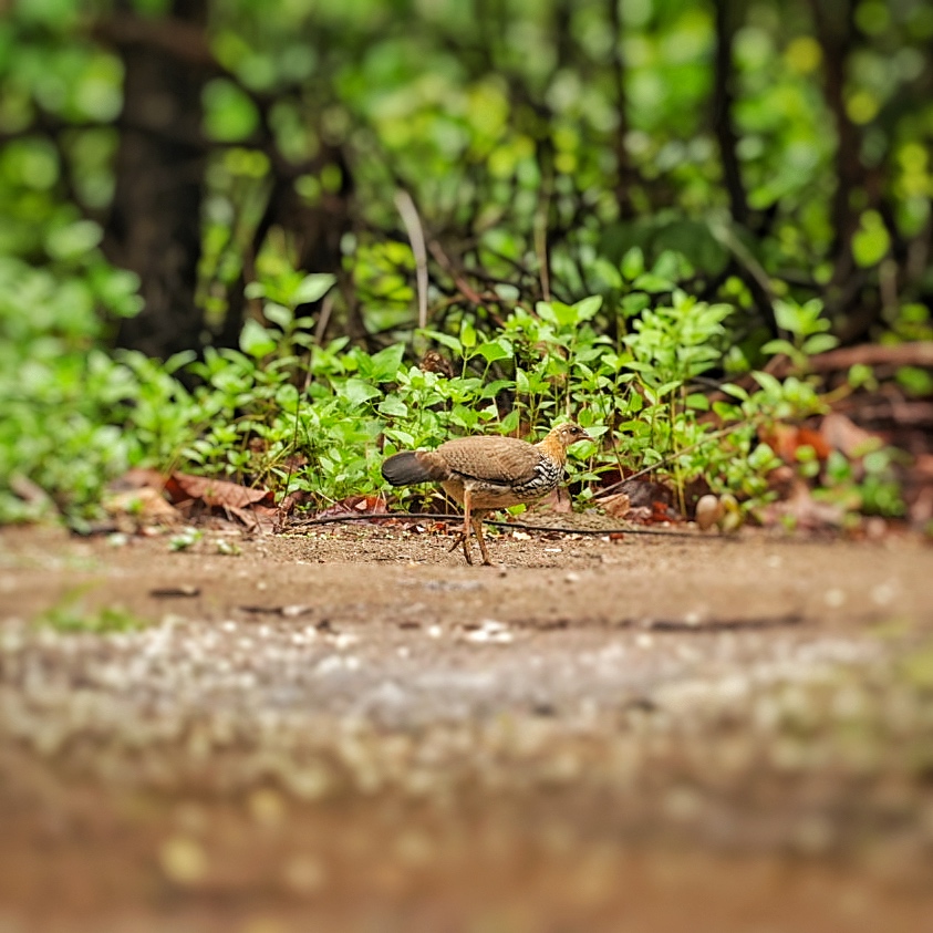 Grey Junglefowl