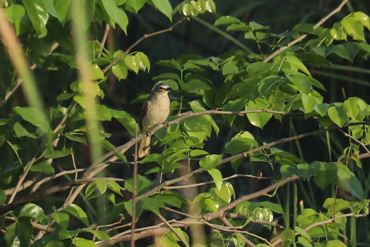 White-browed Bulbul
