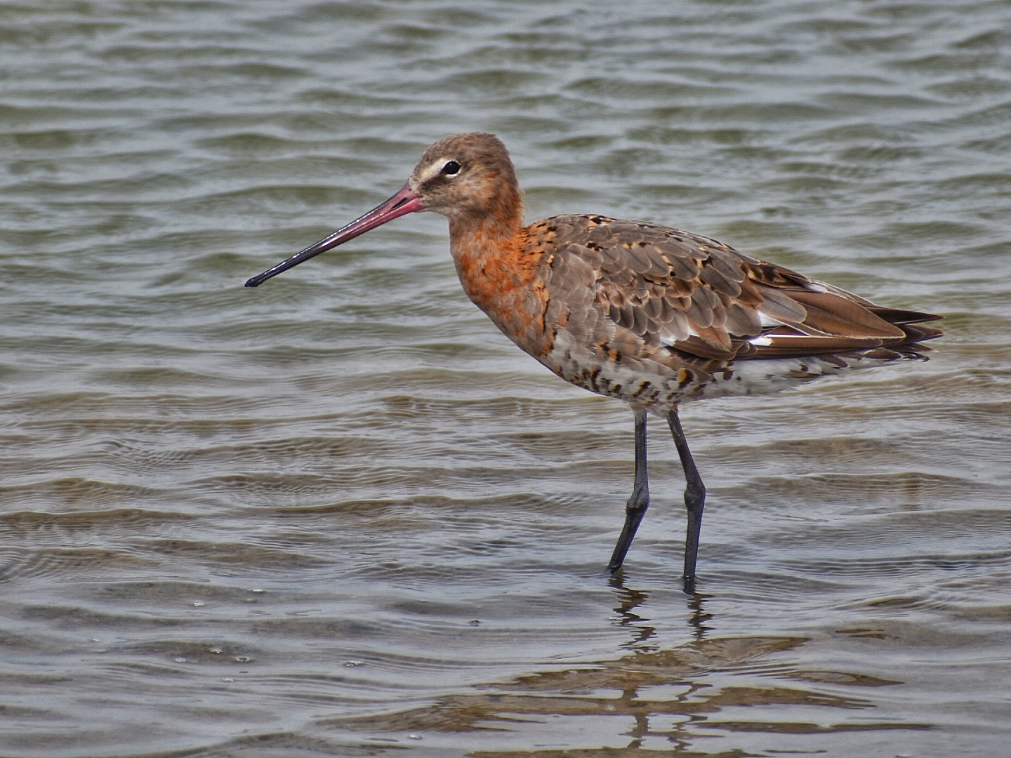 Black-tailed Godwit