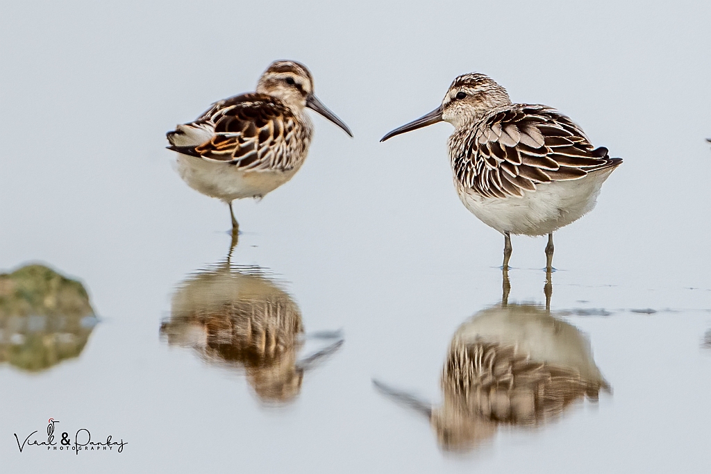 Broad-billed Sandpiper