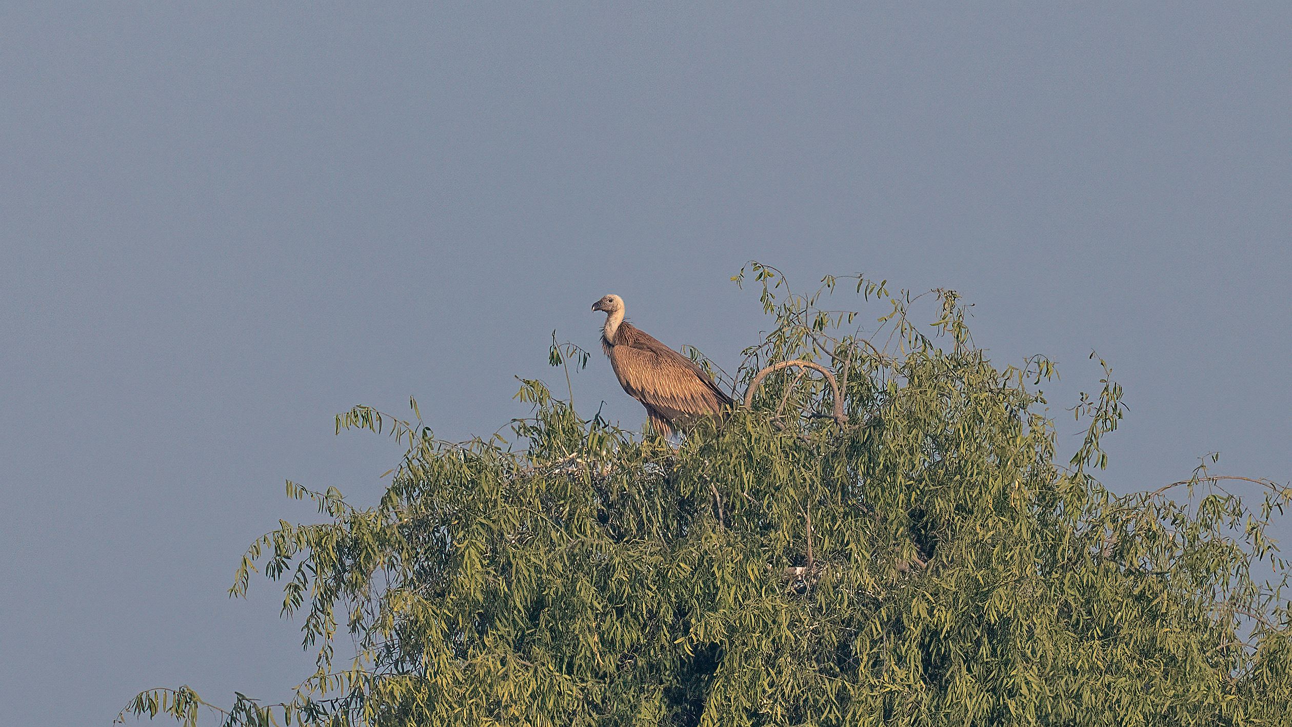 Eurasian Griffon