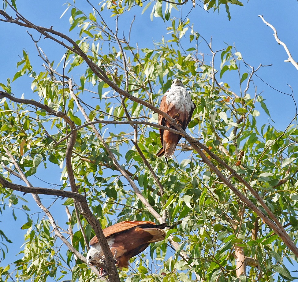 Brahminy Kite