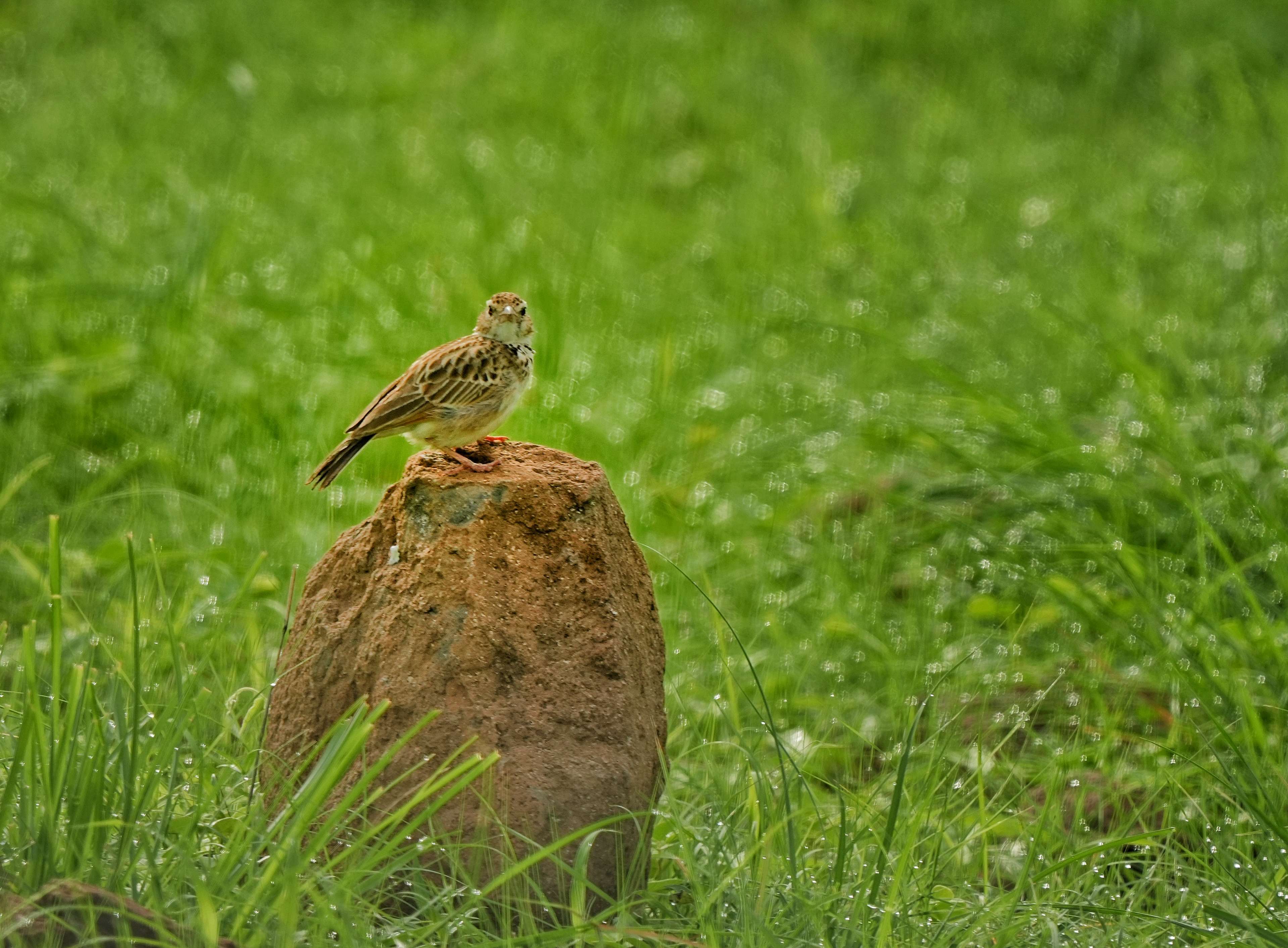 Indian Bush Lark