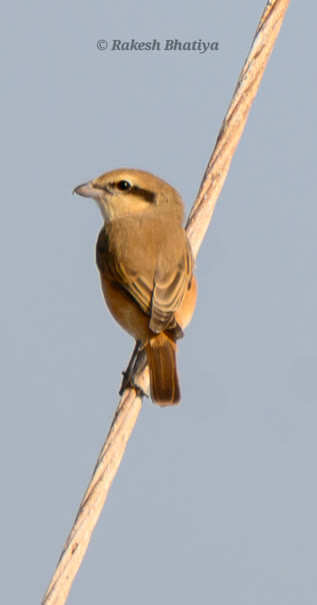 Isabelline Shrike