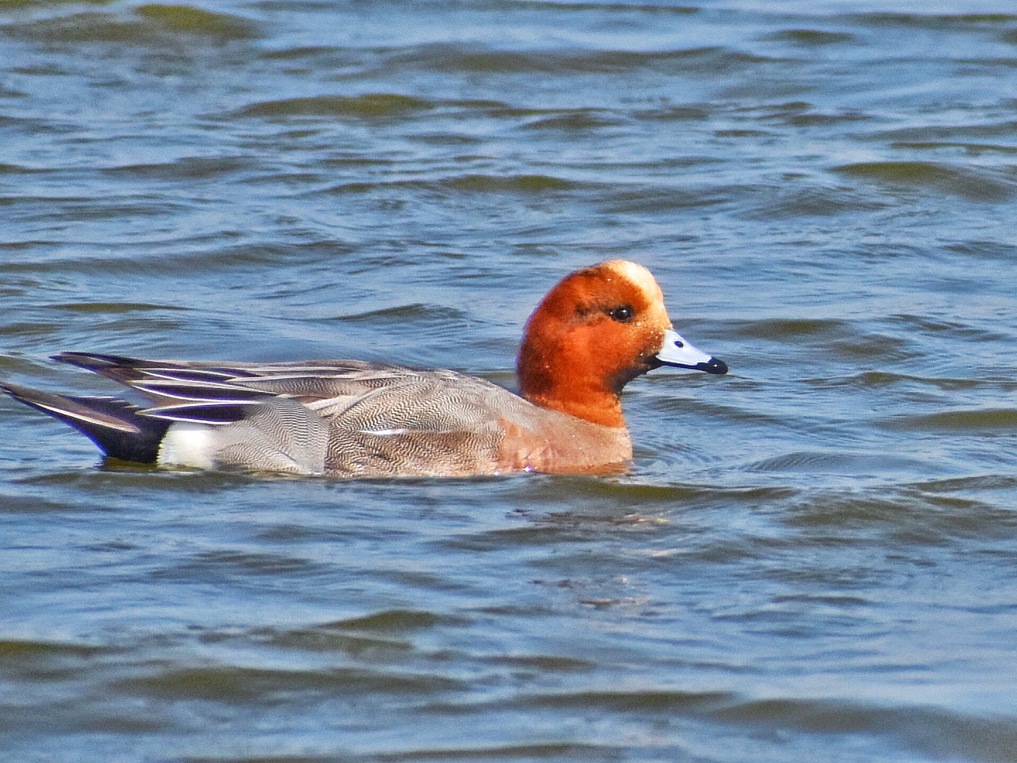 Eurasian Wigeon