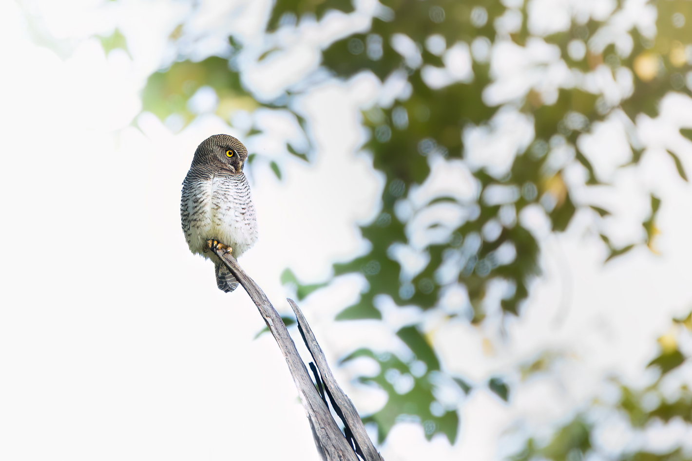 Jungle Owlet