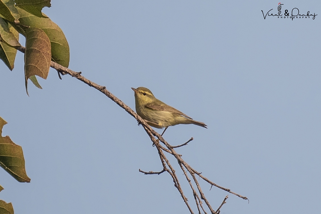 Green Warbler
