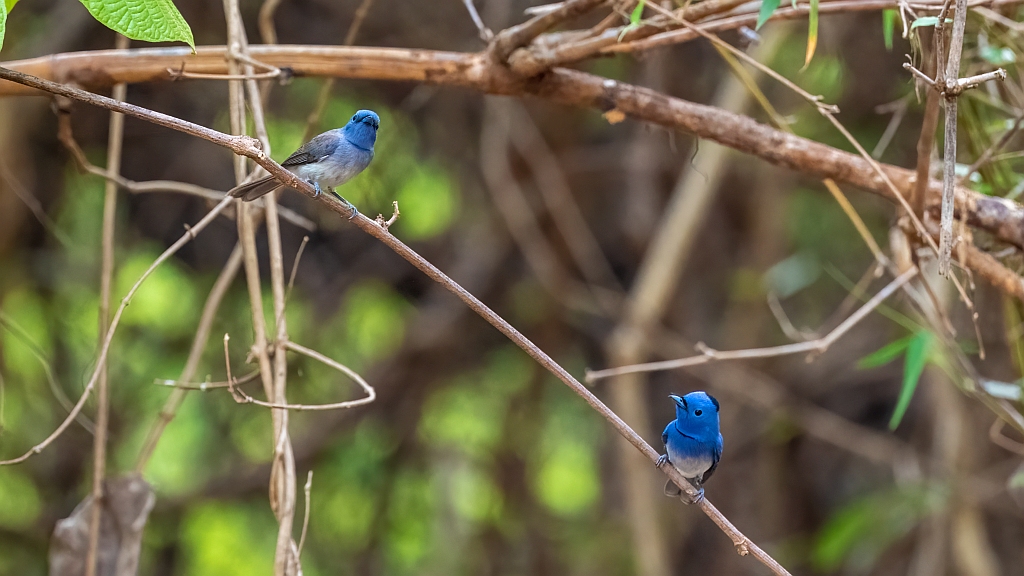 Black-naped Monarch