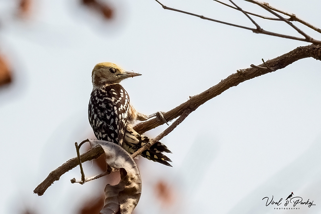 Yellow-crowned Woodpecker