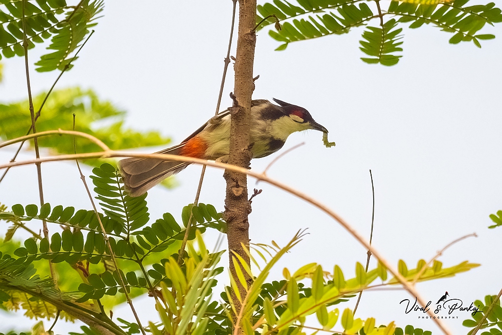 Red-whiskered Bulbul