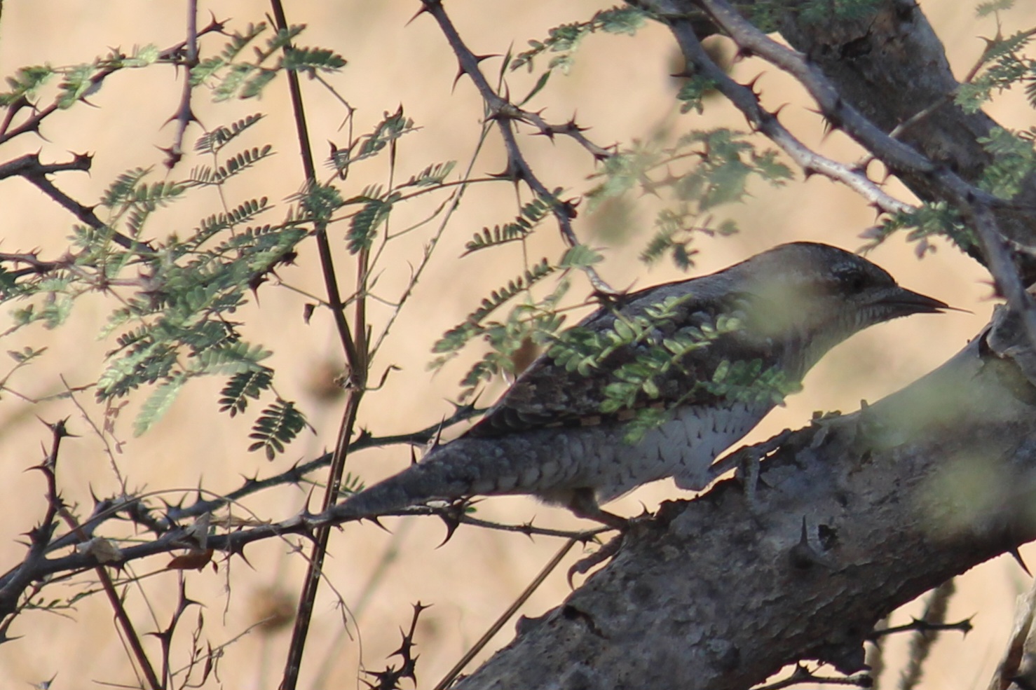 Eurasian Wryneck