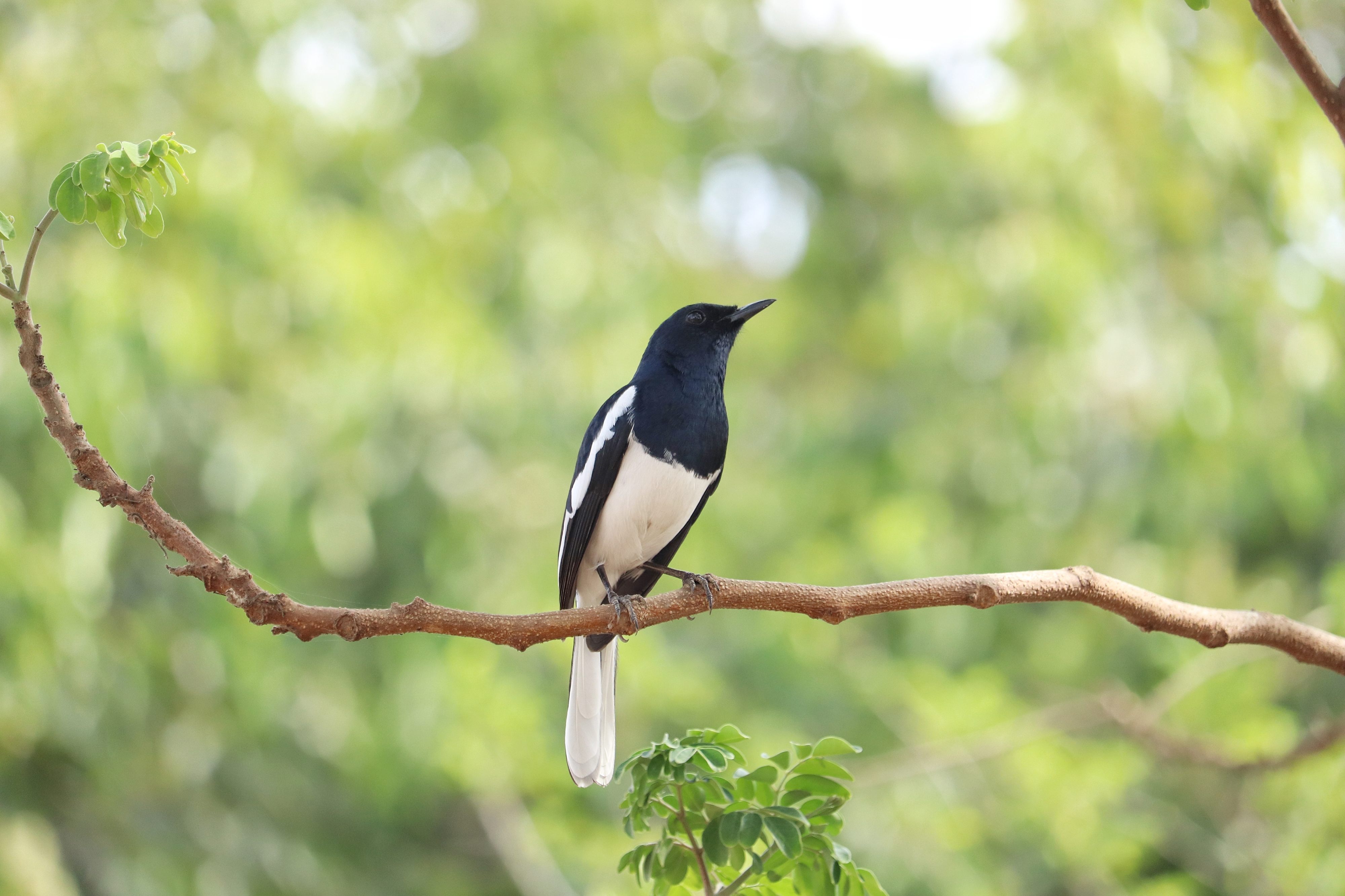 Oriental Magpie Robin