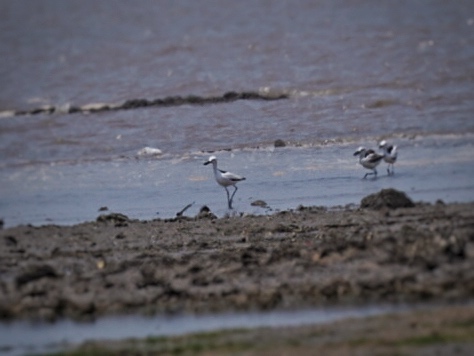 Crab Plover