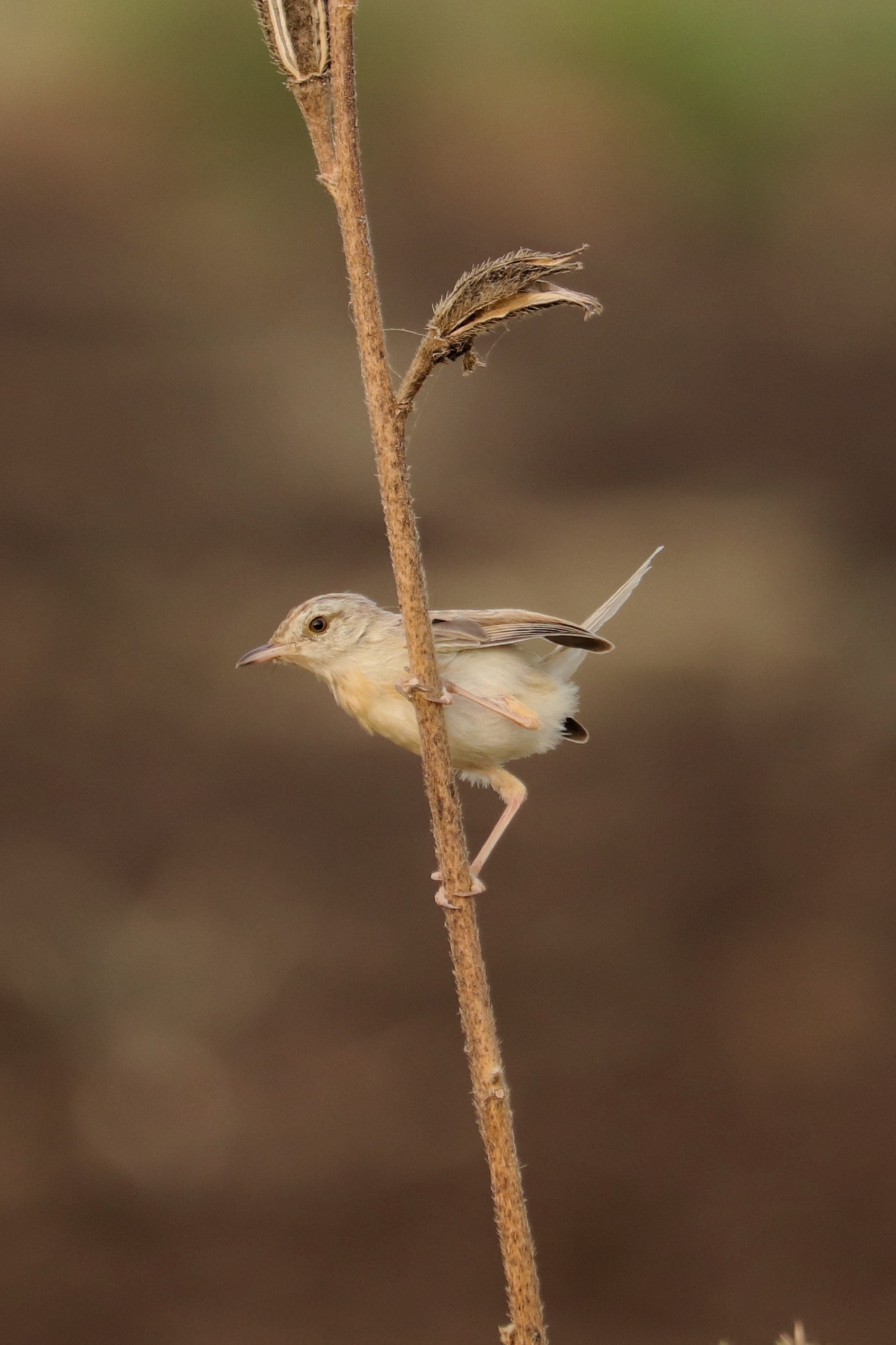 Plain Prinia