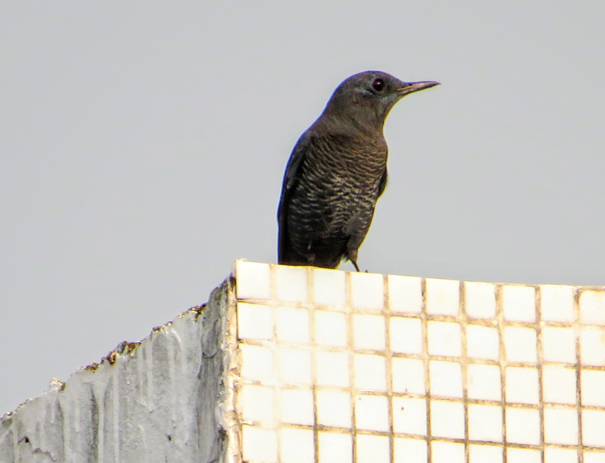 Blue Rock Thrush