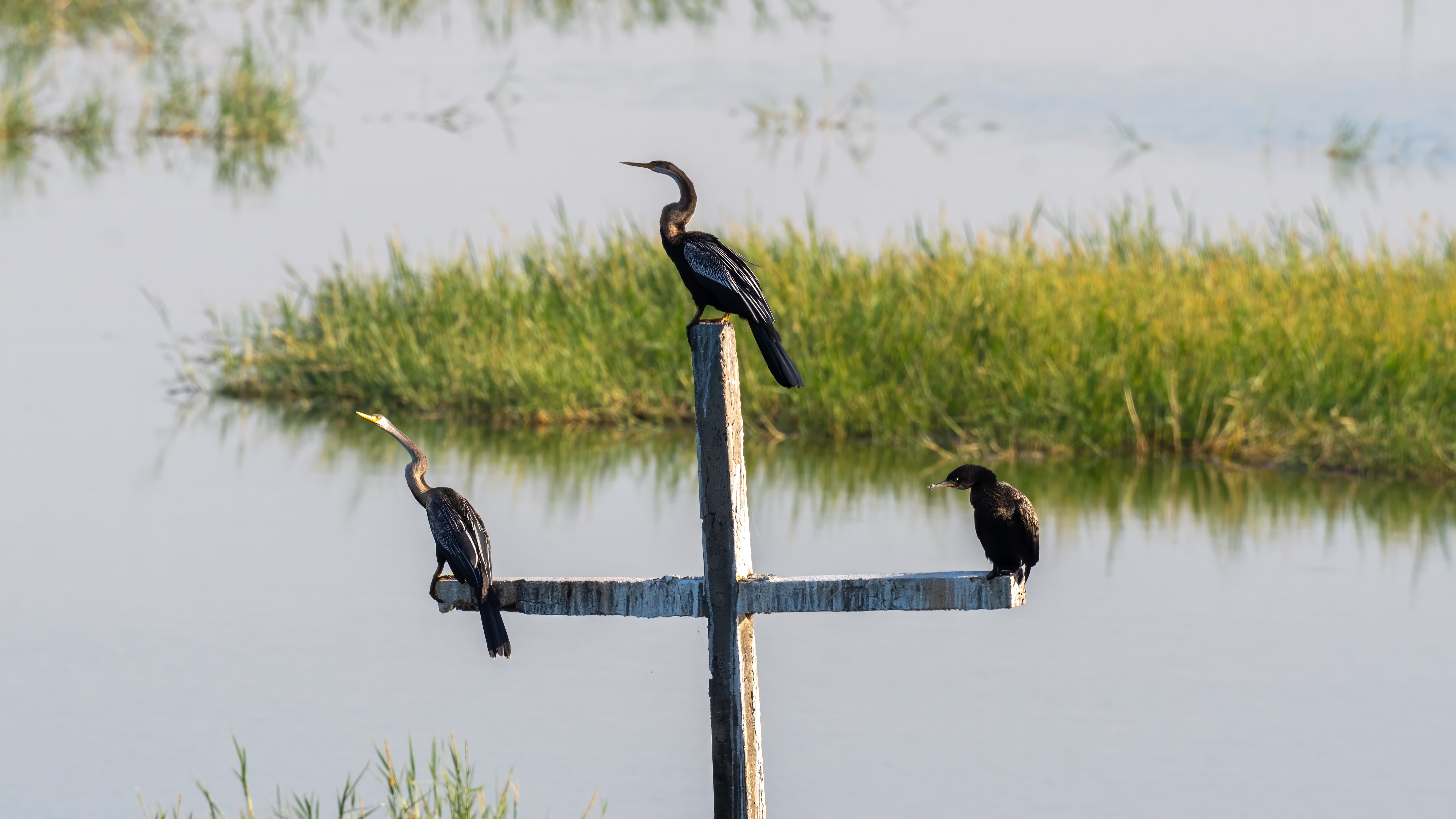 Oriental Darter