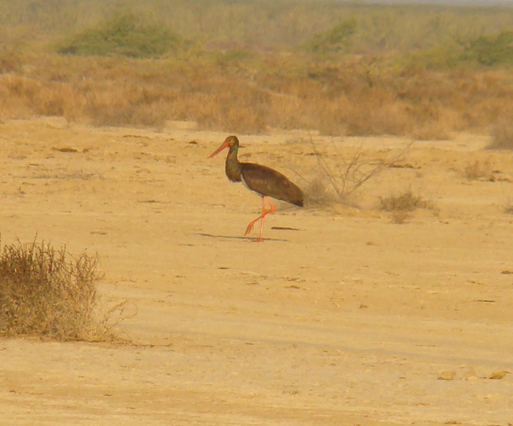 Black Stork